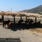 alogakia_skyros_p1010585